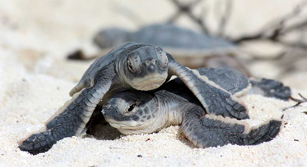 gps-eggs-can-save-endangered-sea-turtle-babies